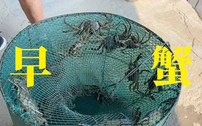 早蟹有意思，螃蟹塘的蹭饭之旅